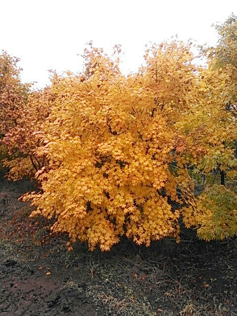 ヤマモミジの紅葉(黄葉)です。
