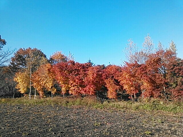 植木畑でのイロハモミジの紅葉です。