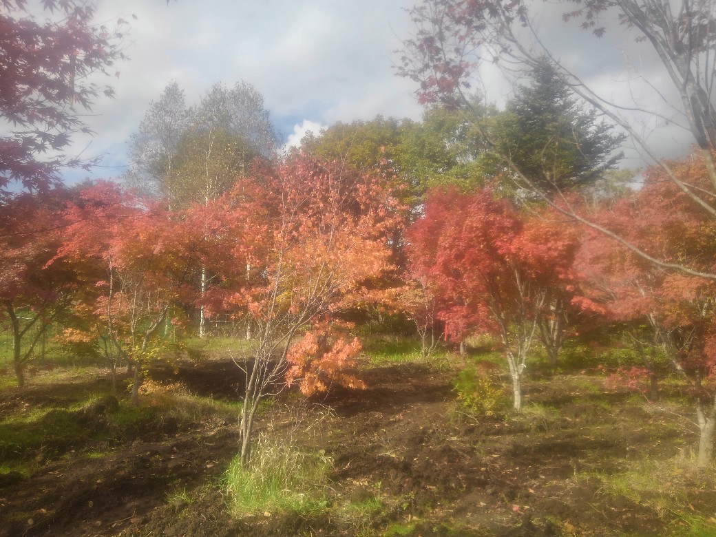 弊社植木畑のモミジ達が紅葉した様子です!